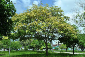 Em 2025 a cidade ganhou mais de 1400 árvores